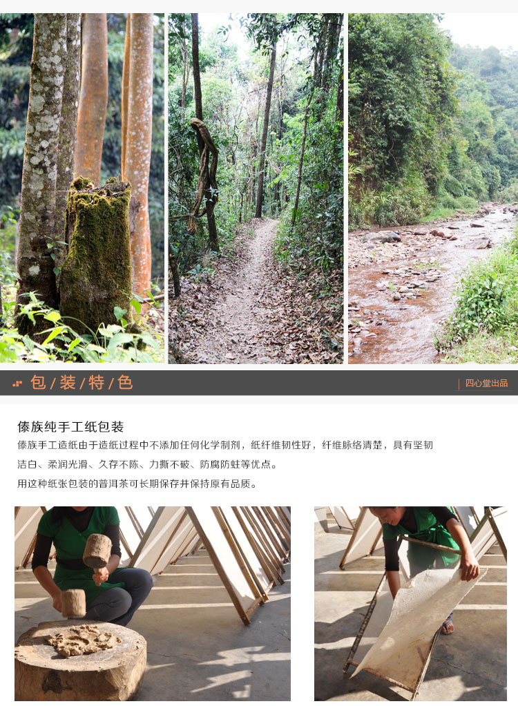 四心堂 茶王树